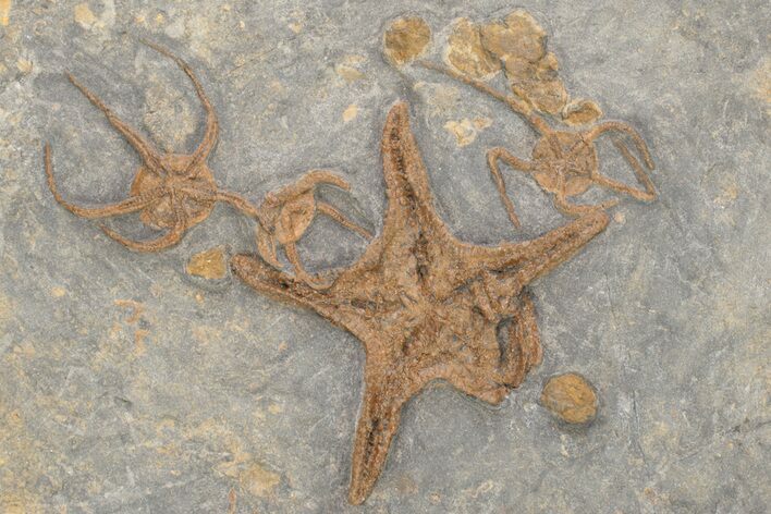 Wide Plate Of Starfish & Brittle Star Fossils - Great Preservation #225765